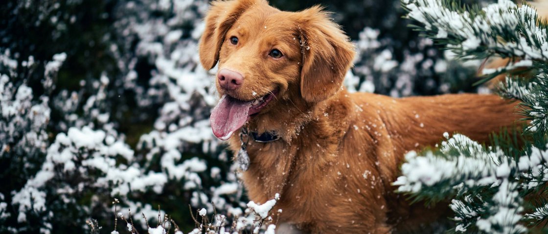 Warum Urlaub im Gletscher Chalet im Stubaital? Brauner Hund mit herausgestreckter Zunge im verschneiten Wald