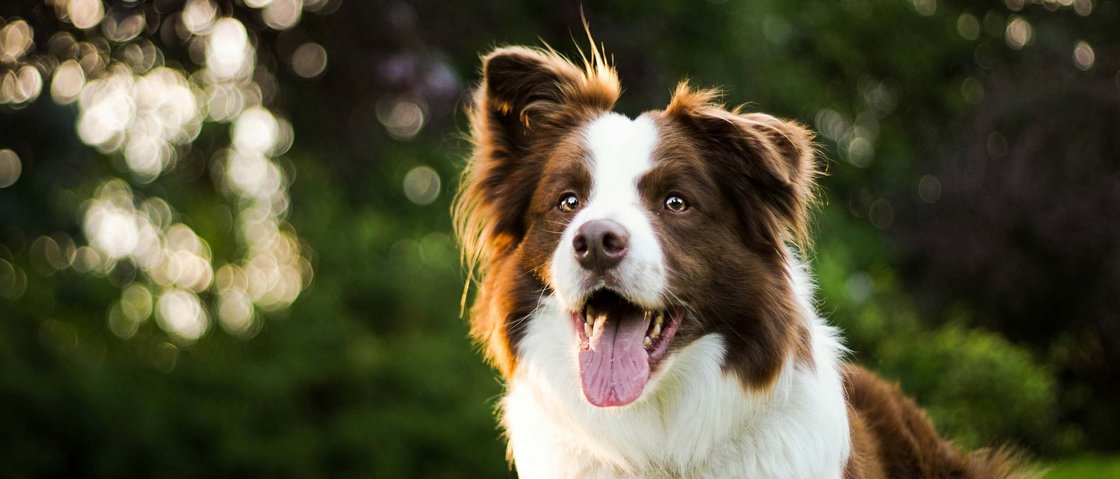Warum Urlaub im Gletscher Chalet im Stubaital? Braun-weißer Border Collie Hund mit herausgestreckter Zunge auf einer Wiese