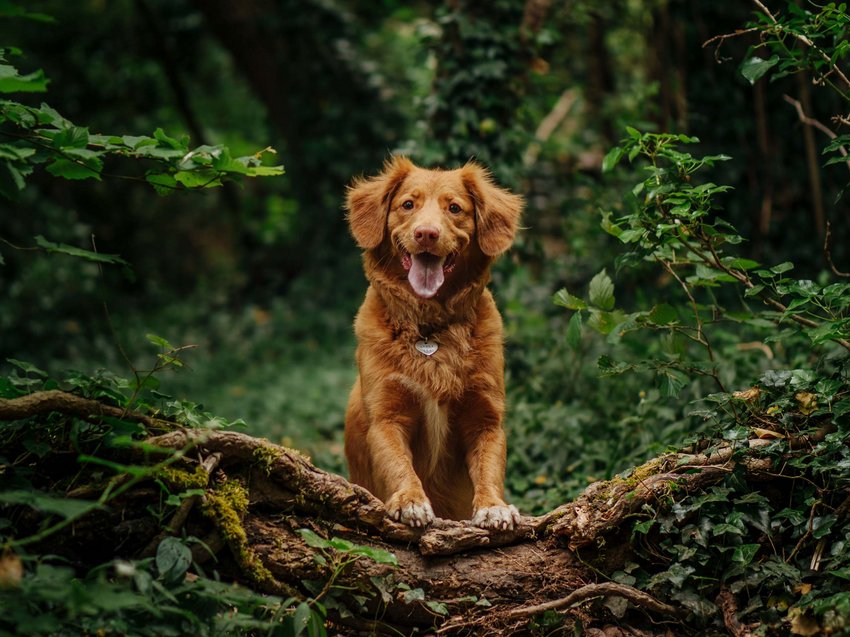 Erholungsurlaub im Chalet im Stubaital Fröhlicher brauner Hund steht auf einem Baumstamm im grünen Wald